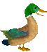 kamo
