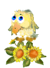 ahiru